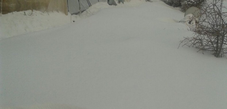 120 ألف لاجئ سوري يواجهون (كيم) بصدور عارية ــ براءة بركات