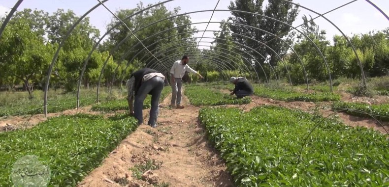 الغوطة تزرع لتعويض المساحات الزراعية التي خسرتها ..