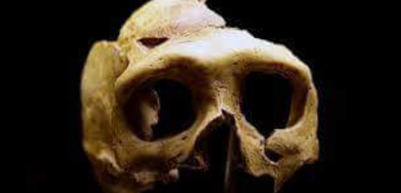 دراسة: إنسان نياندرتال كان يأكل لحم وحيد القرن ويتداوى بلحاء الشجر