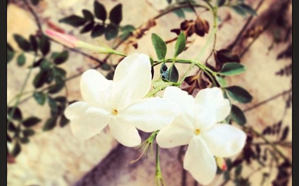 خزي ونوم الحالمين ــ أبو الغيث