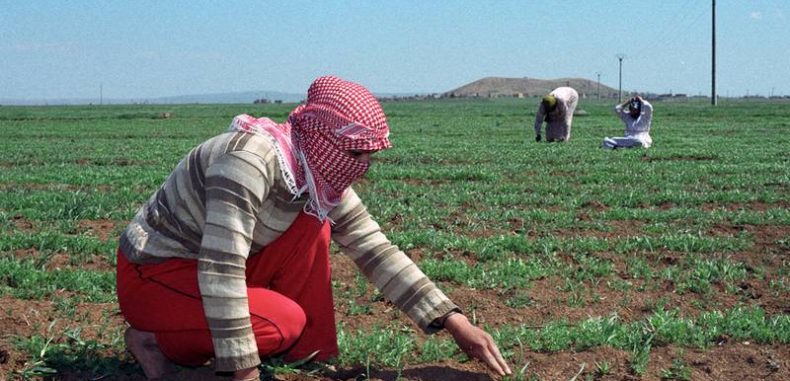 الزراعة السُّورية: تاريخُ وانهيارُ وآمالْ – د. أحمد سعد الدين 1/3