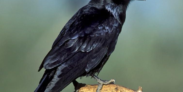 غراب -قصة ايرانيه للاطفال – ترجمة:-شروف الحسن