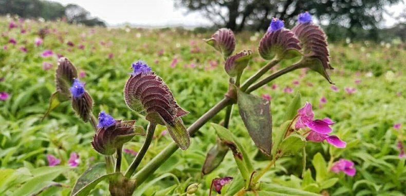 الانتفاضة السورية: ألم تكن محتومة… وهكذا تبقى؟