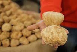 رحلة البحث عن الكمأة في سوريا.. رزق مغمس بالدم